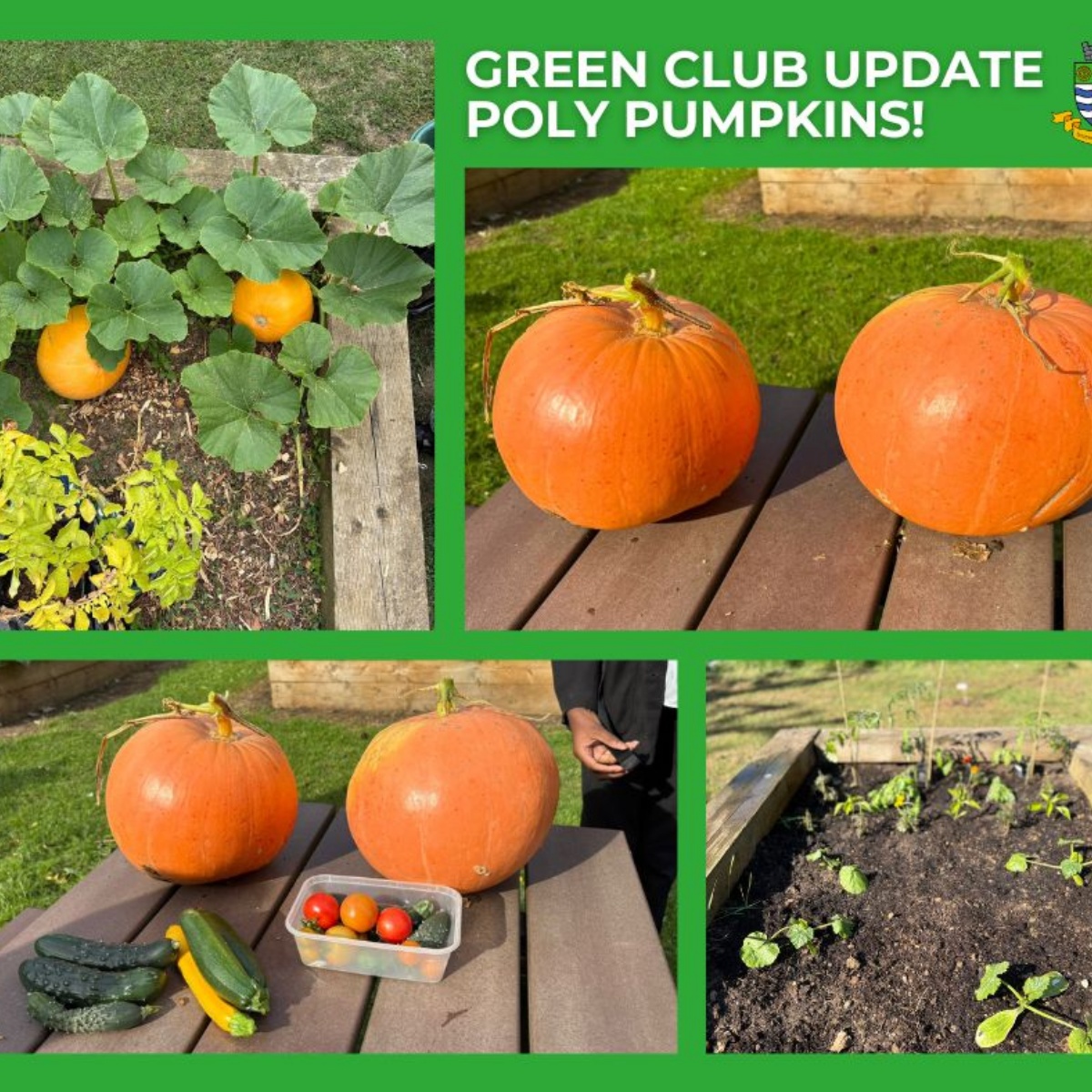 woolwich-polytechnic-school-for-girls-green-club-update-poly-pumpkins